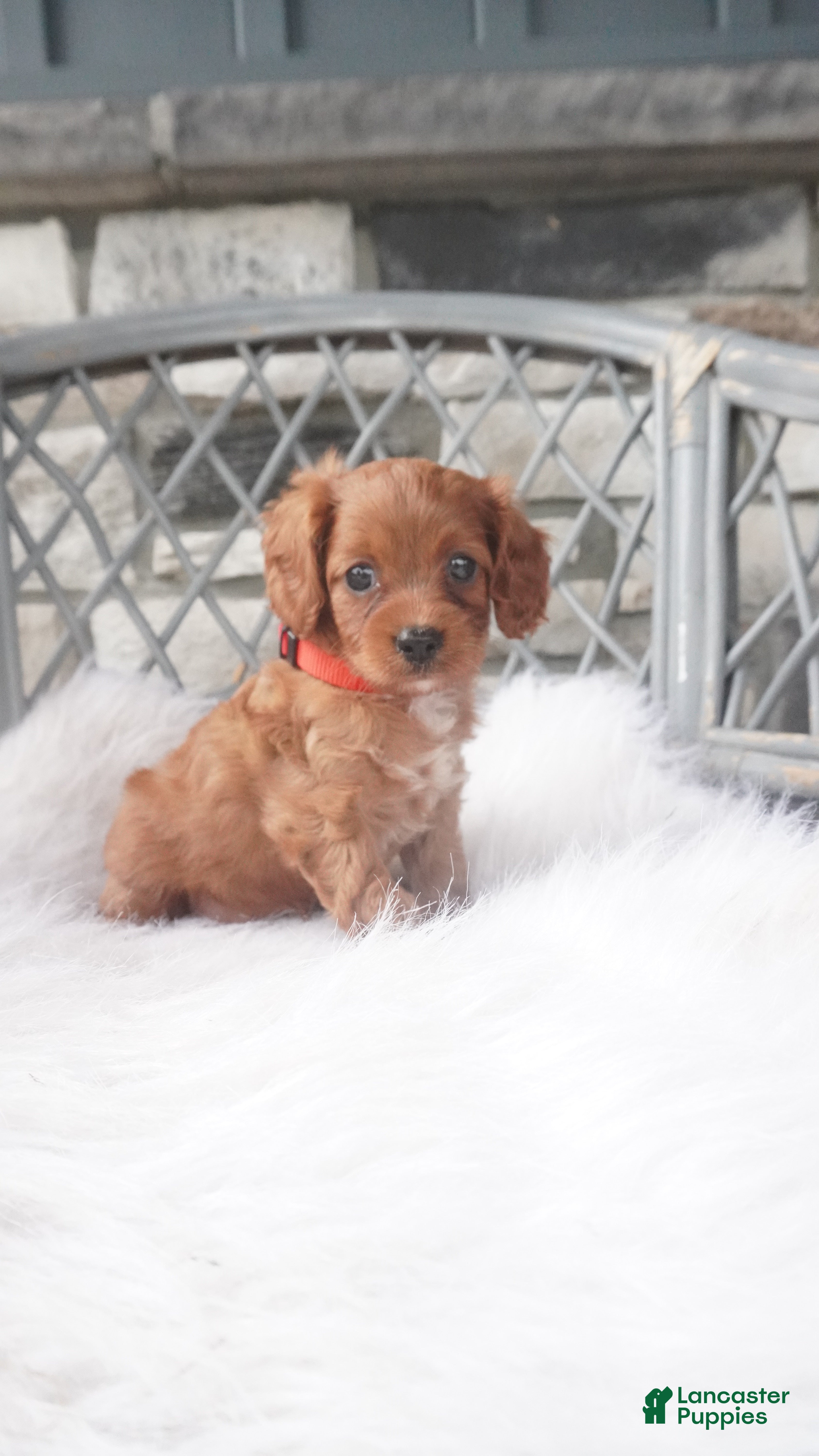 Cavapoo dogs Candy  - Ad 2