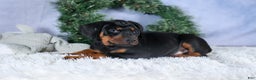 Doberman Pinscher dogs for sale: TITUS - Ad 9