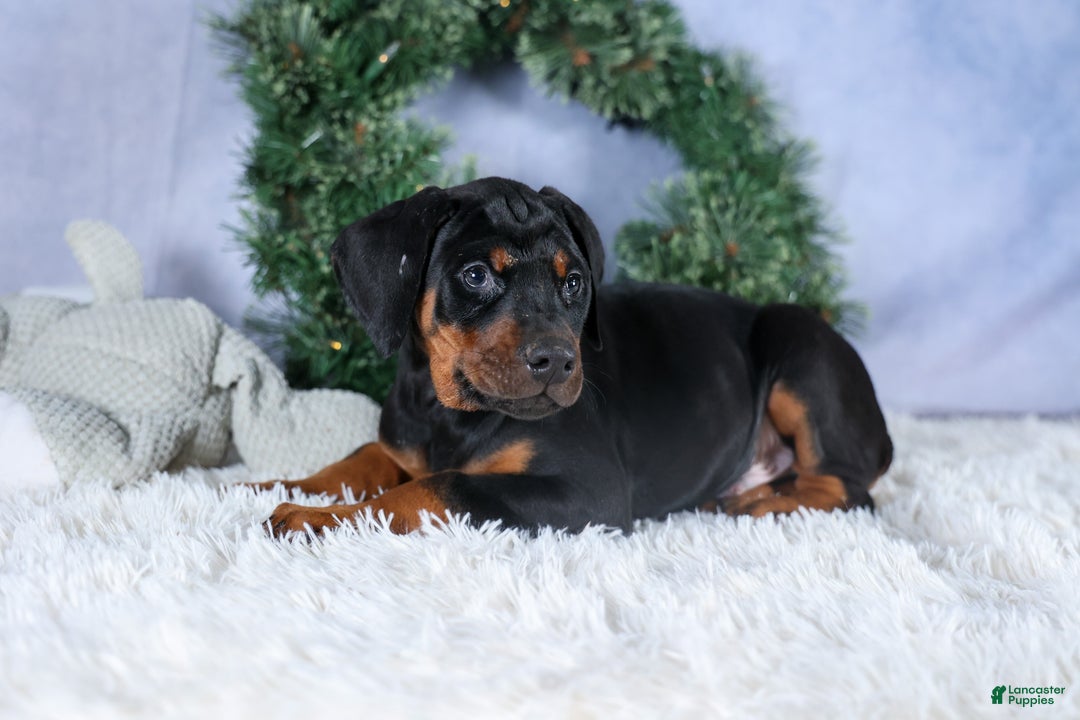 Doberman Pinscher dogs for sale: TITUS - Ad 9