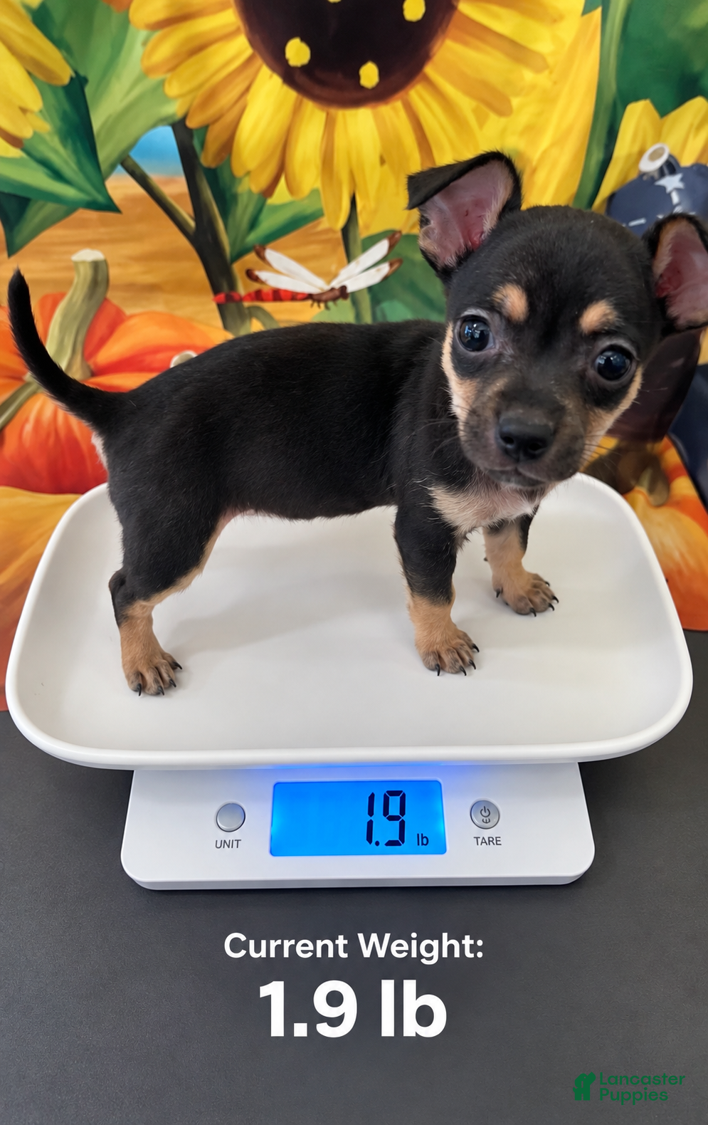 Chihuahua dogs Chihuahua 1 - Ad 5