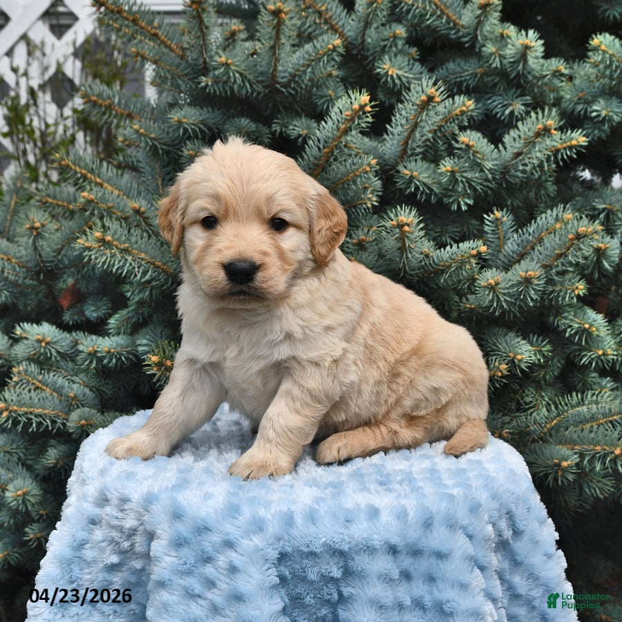 Golden Retriever dogs Teddy - Ad 2