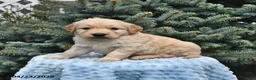 Golden Retriever dogs for sale: Teddy - Ad 2