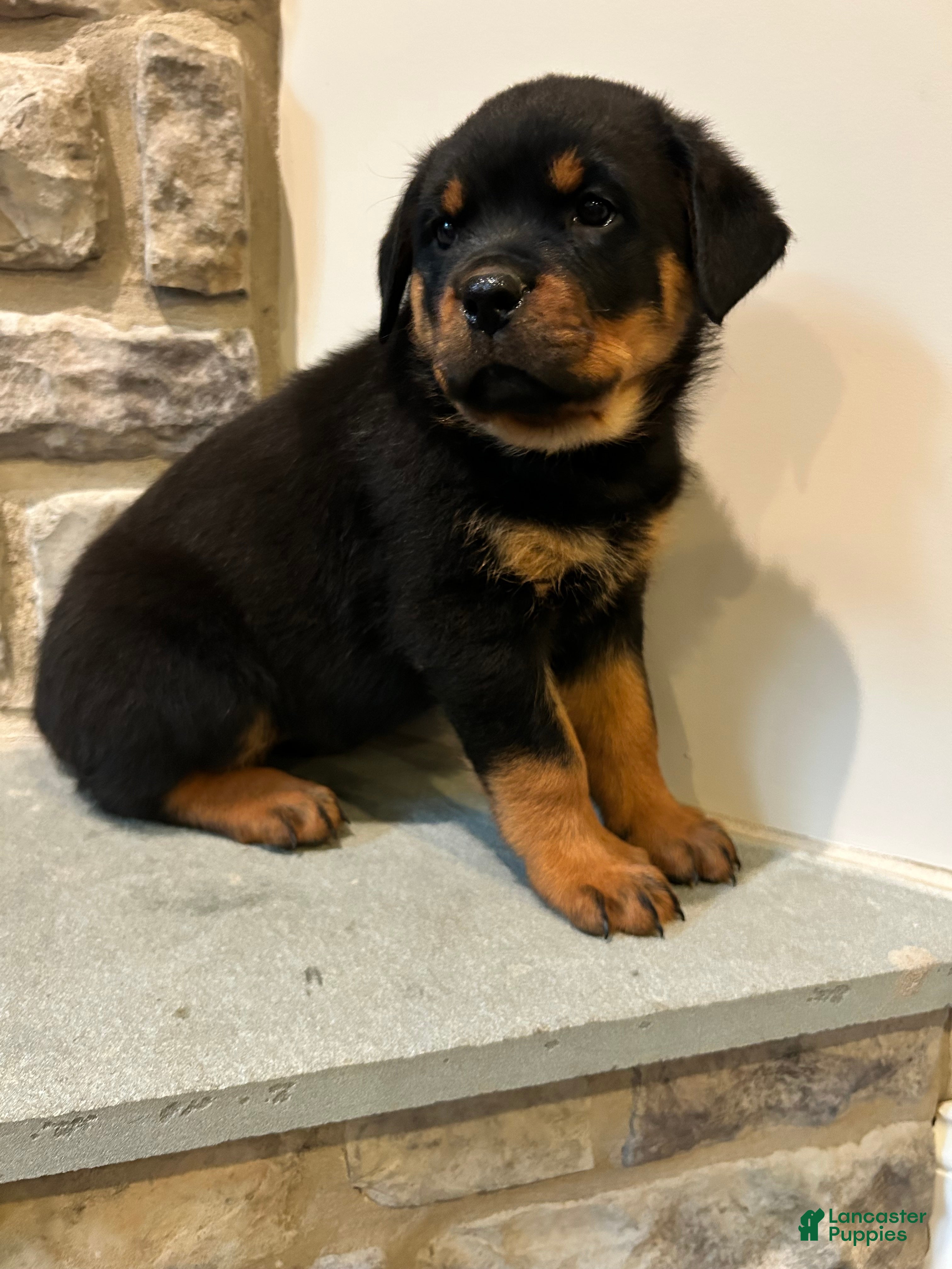 Rottweiler dogs Kitkat - Ad 2