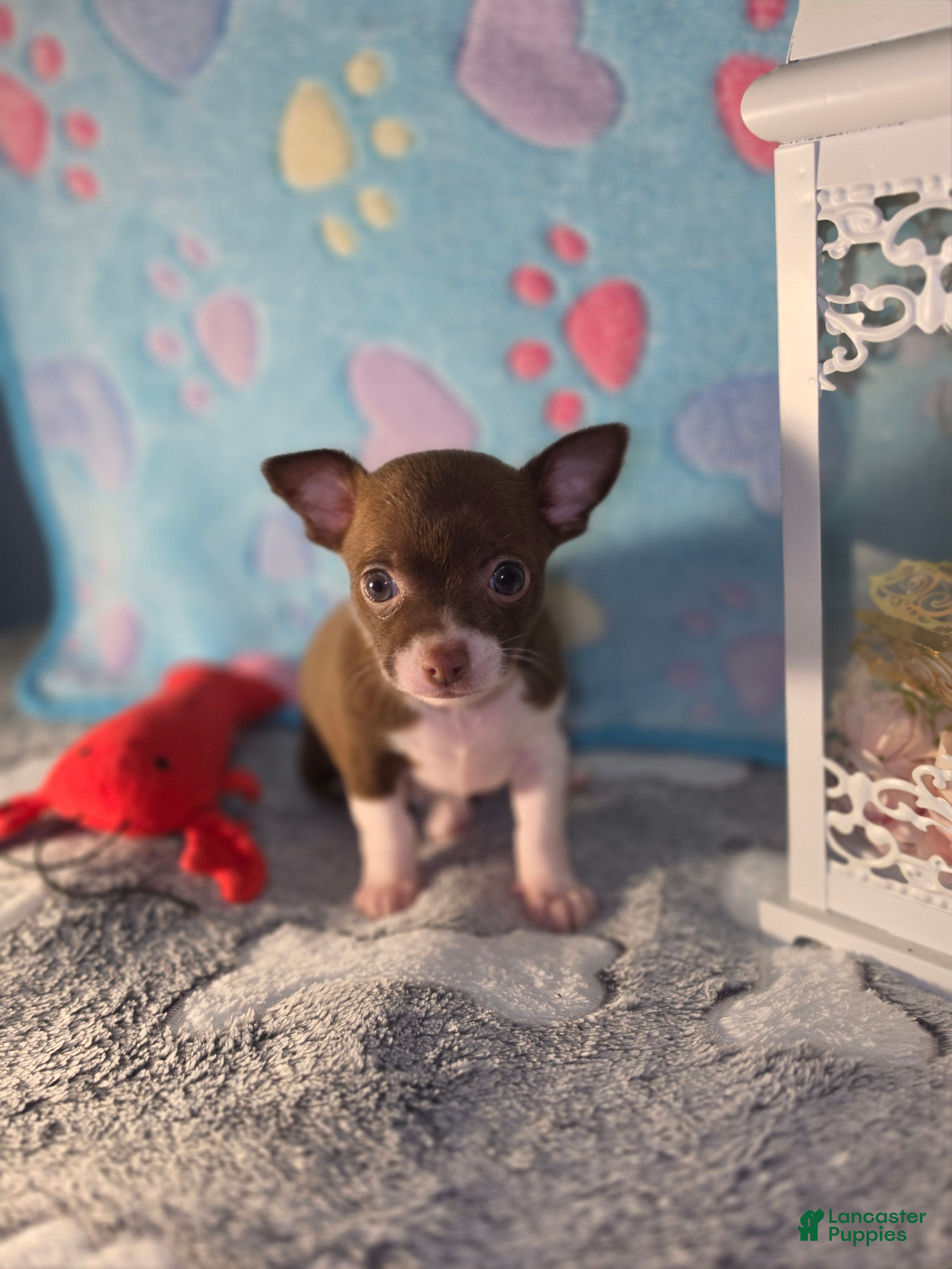 Chihuahua dogs Chihuahua 2 - Ad 1