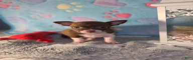 Chihuahua 2