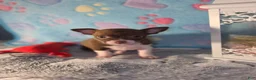 Chihuahua dogs for sale: Chihuahua 2 - Ad 1