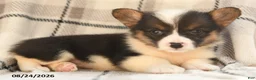 Welsh Corgi Pembroke dogs for sale: Daisy - Ad 7