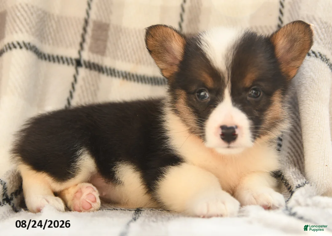 Welsh Corgi Pembroke dogs for sale: Daisy - Ad 7