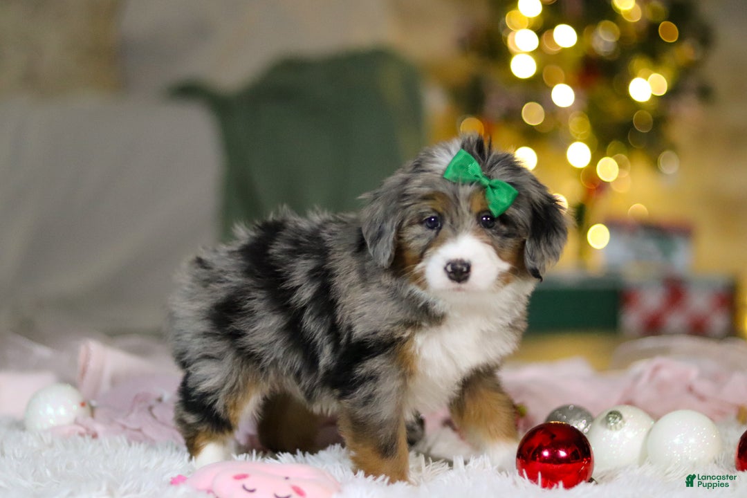 Mini Bernedoodle dogs for sale: Taylor - Ad 3