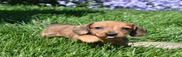 Miniature Dachshund dogs for sale: Slinky - Ad 4