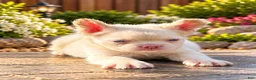 French Bulldog dogs for sale: Pink Bella - Ad 4