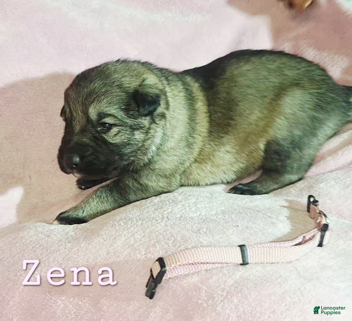 German Shepherd dogs Zena - Ad 1