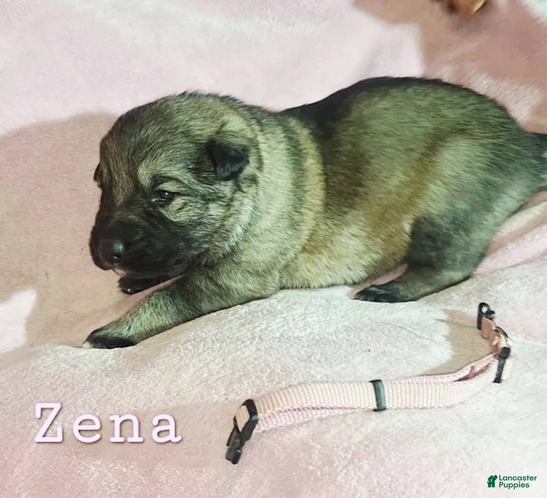 German Shepherd dogs for sale: Zena - Ad 1