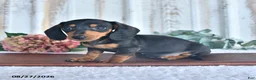 Miniature Dachshund dogs for sale: Briley - Ad 3