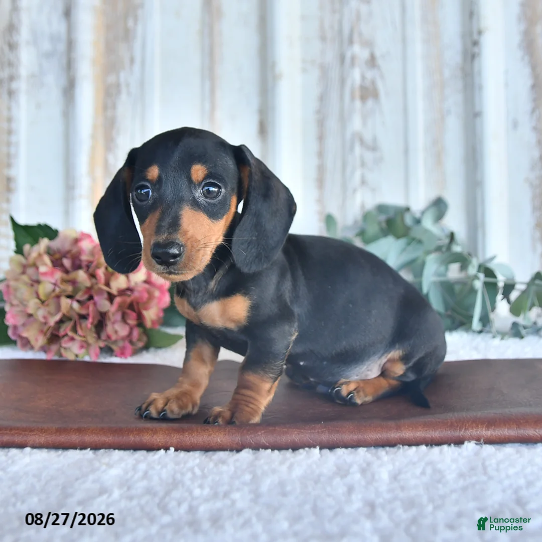 Miniature Dachshund dogs for sale: Briley - Ad 3