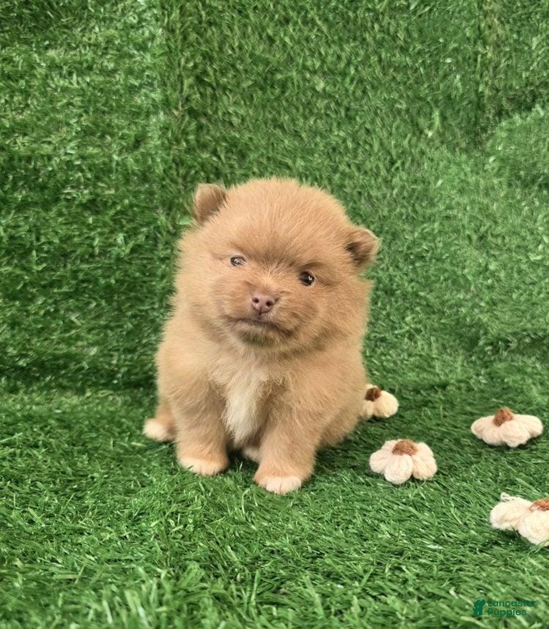 Pomeranian dogs for sale: Naya - Ad 7