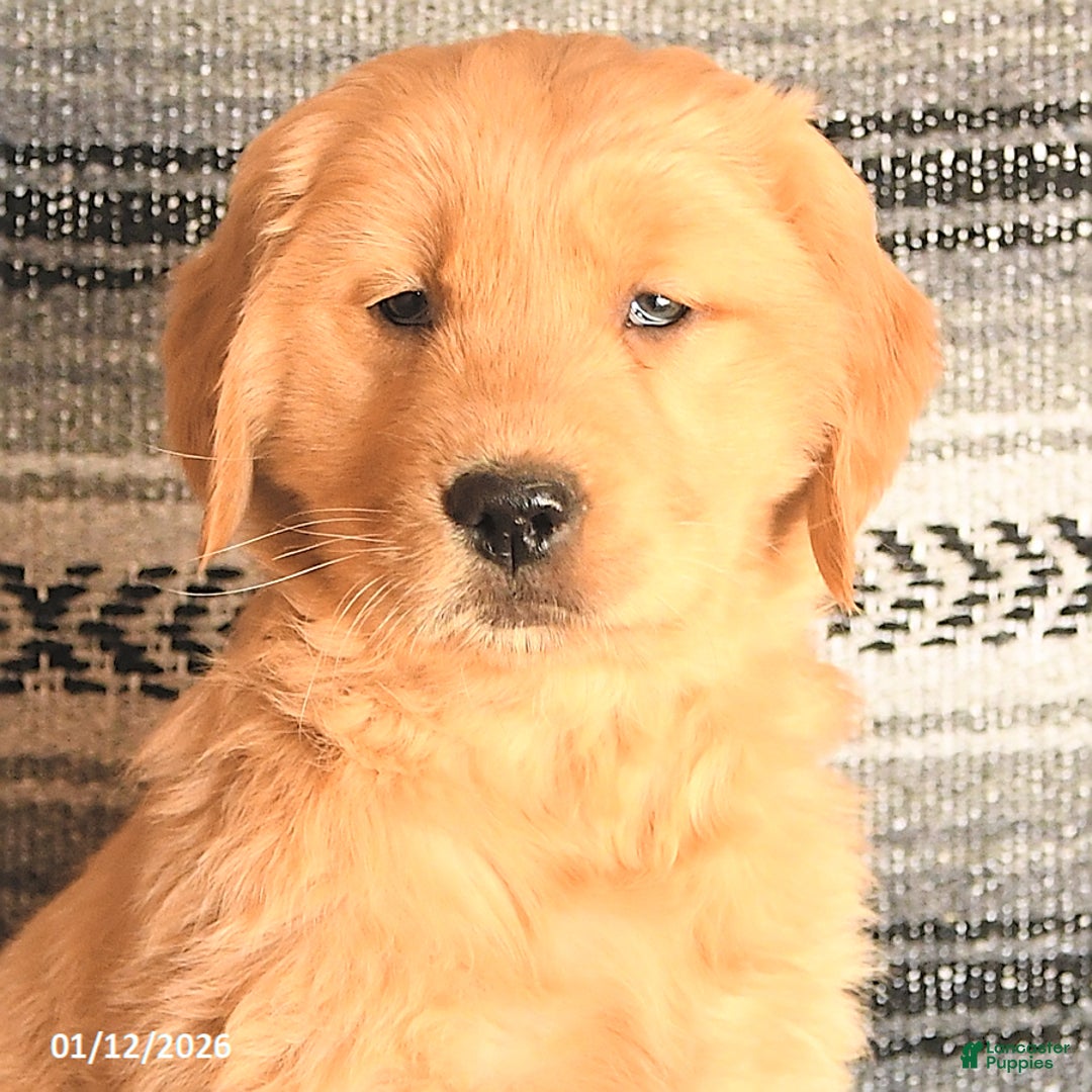 Golden Retriever dogs for sale: Fiona - Ad 3