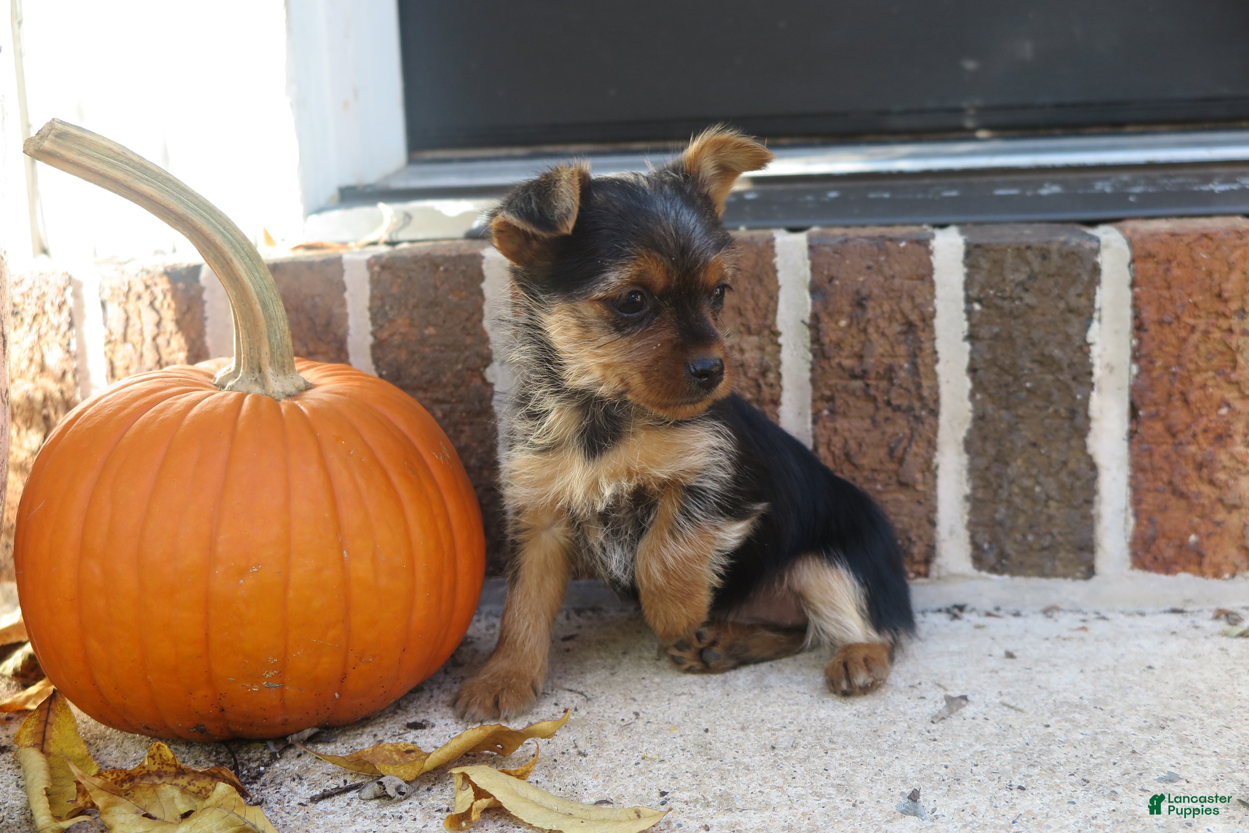 Yorkshire Terrier dogs for sale: Sierra - Ad 10