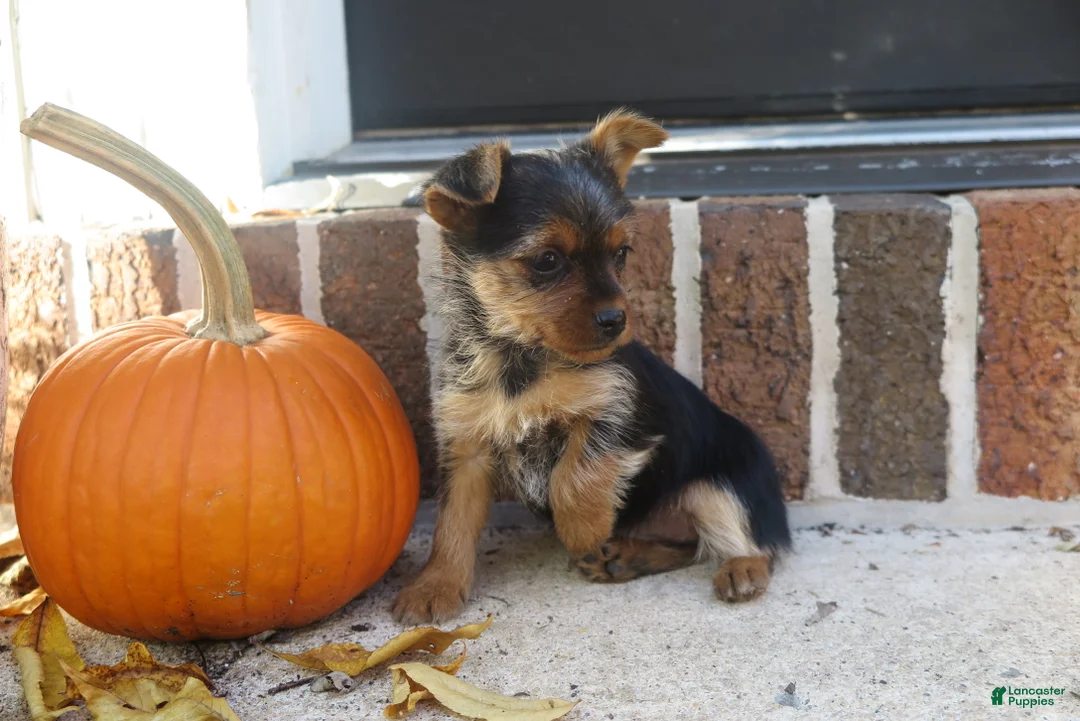Yorkshire Terrier dogs for sale: Sierra - Ad 1