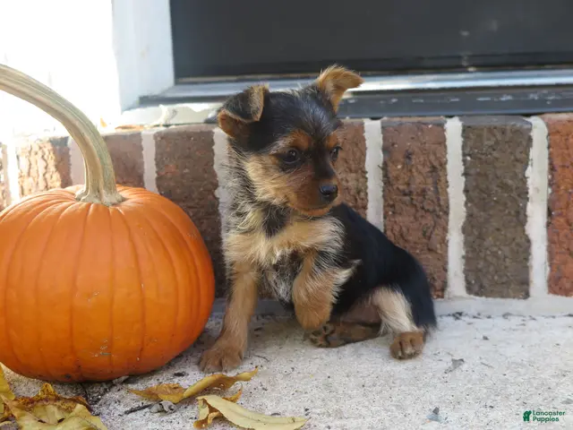 Yorkshire Terrier dogs for sale: Sierra - Ad 10