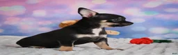 Chihuahua dogs for sale: Boone - Ad 8