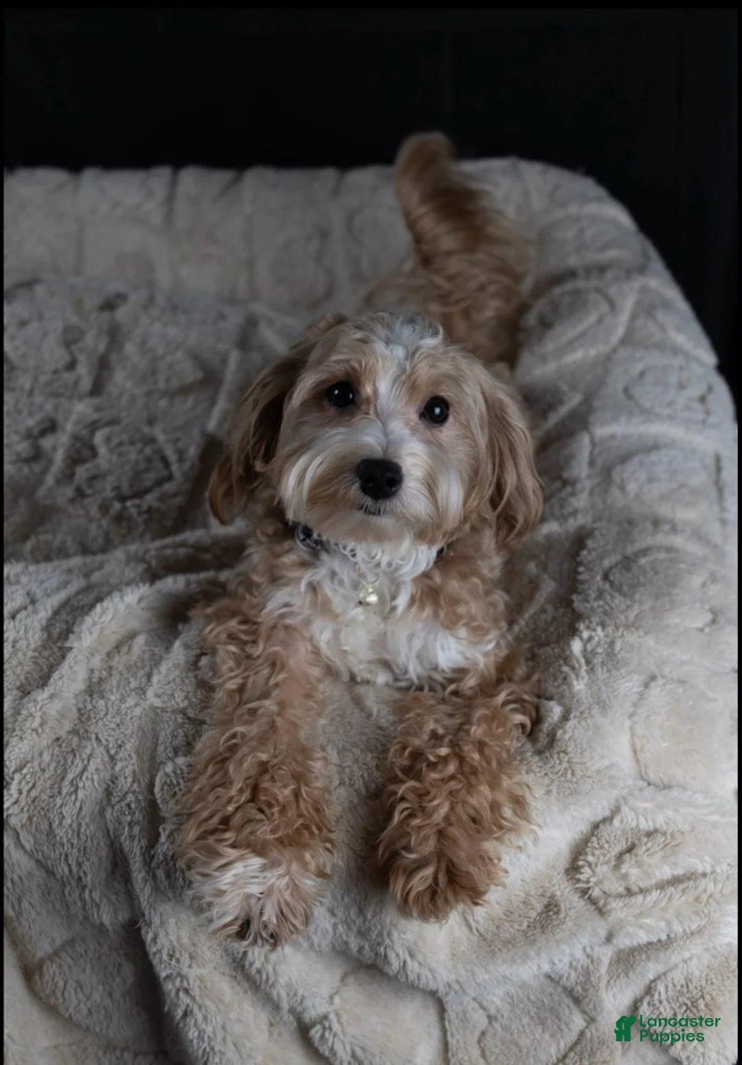 Maltipoo dogs for sale: Brick - Ad 1