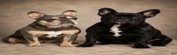 French Bulldog dogs for sale: CALI - Ad 8
