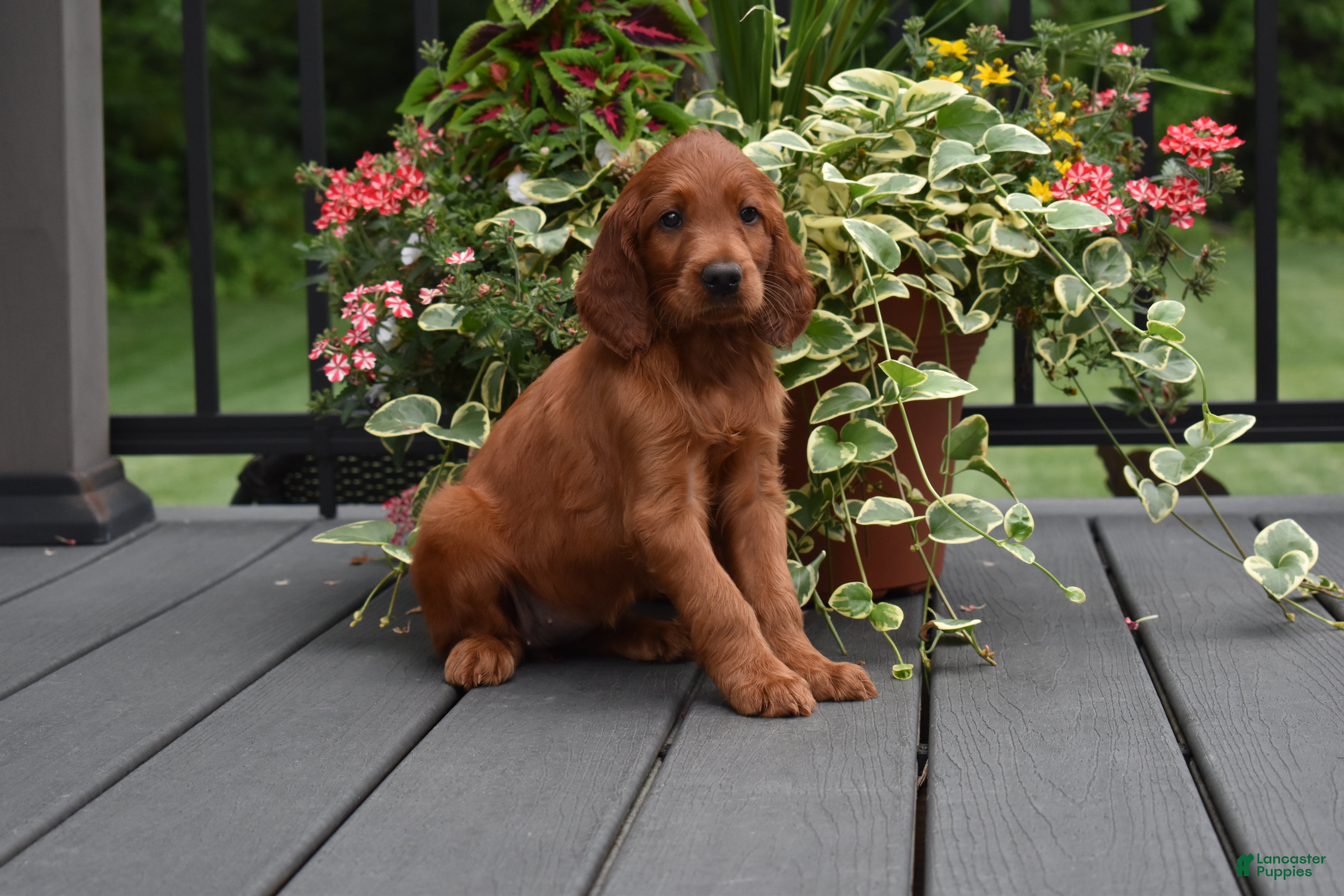Irish Setter dogs Willow - Ad 1