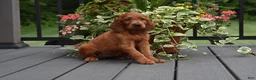 Irish Setter dogs for sale: Willow - Ad 1