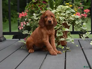 Irish Setter dogs for sale: Willow - Ad 2