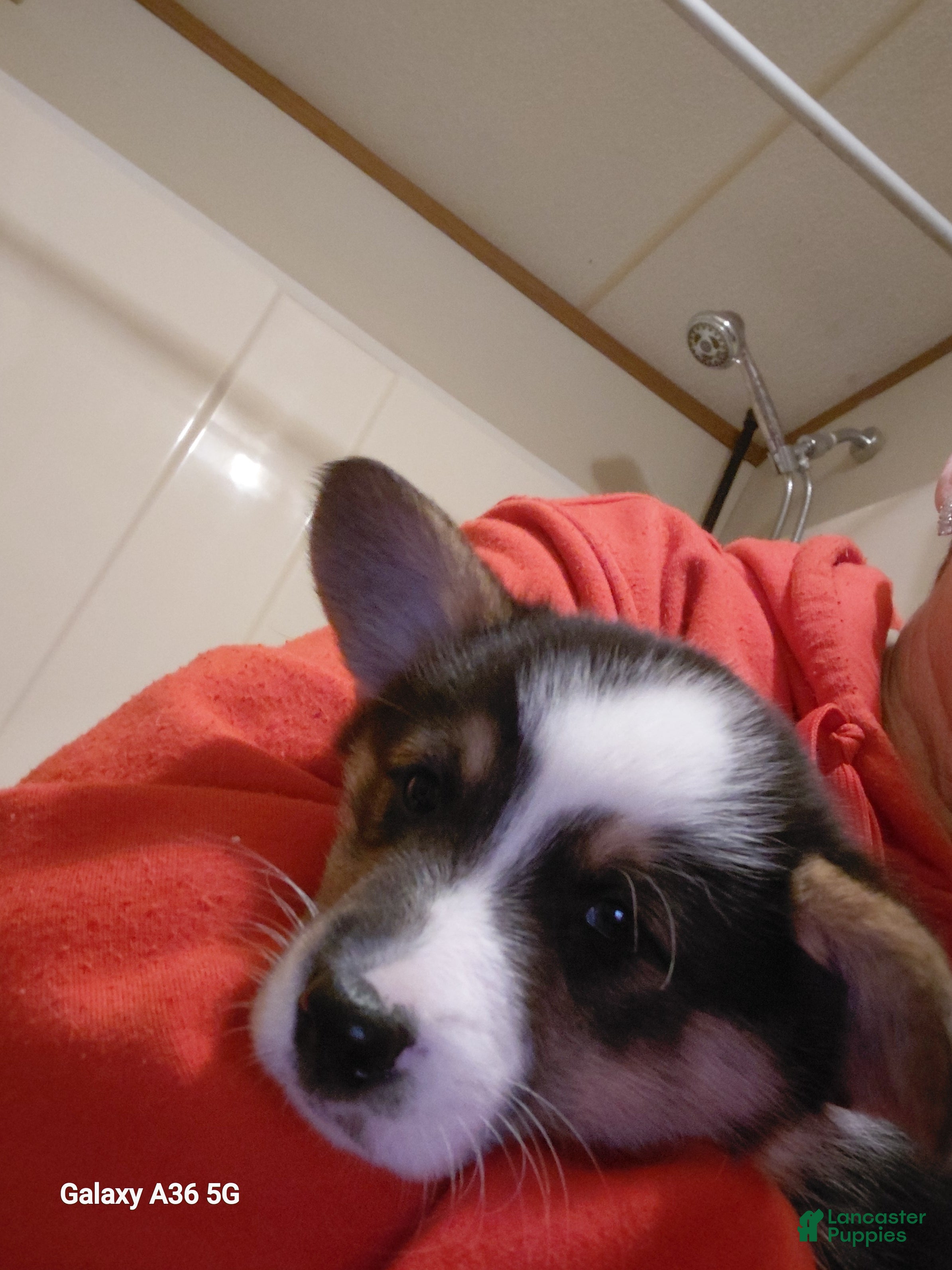 Welsh Corgi Pembroke dogs Salvador Dali - Ad 19