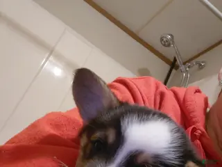 Welsh Corgi Pembroke dogs Salvador Dali - Ad 19