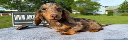 Miniature Dachshund dogs for sale: AKC Russian Ch line - Ad 12