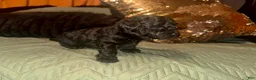 Toy Poodle dogs for sale: Toy Poodle 3 - Ad 7