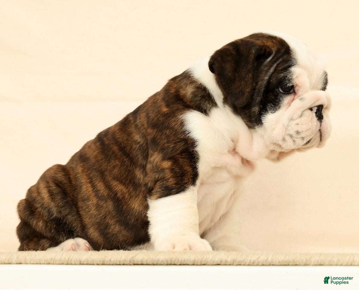 English Bulldog dogs Aurelia - Ad 2