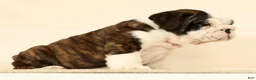 English Bulldog dogs for sale: Aurelia - Ad 2