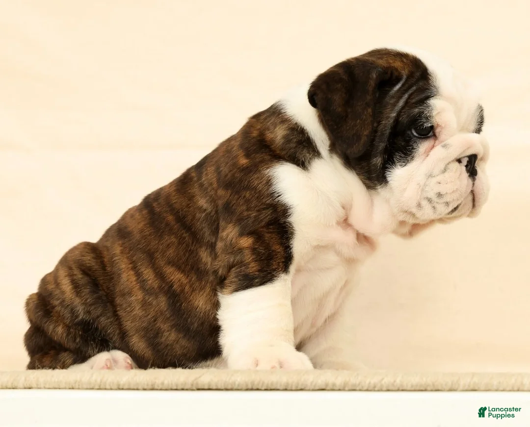 English Bulldog dogs for sale: Aurelia - Ad 2