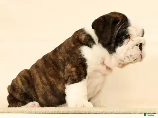 English Bulldog dogs Aurelia - Ad 2