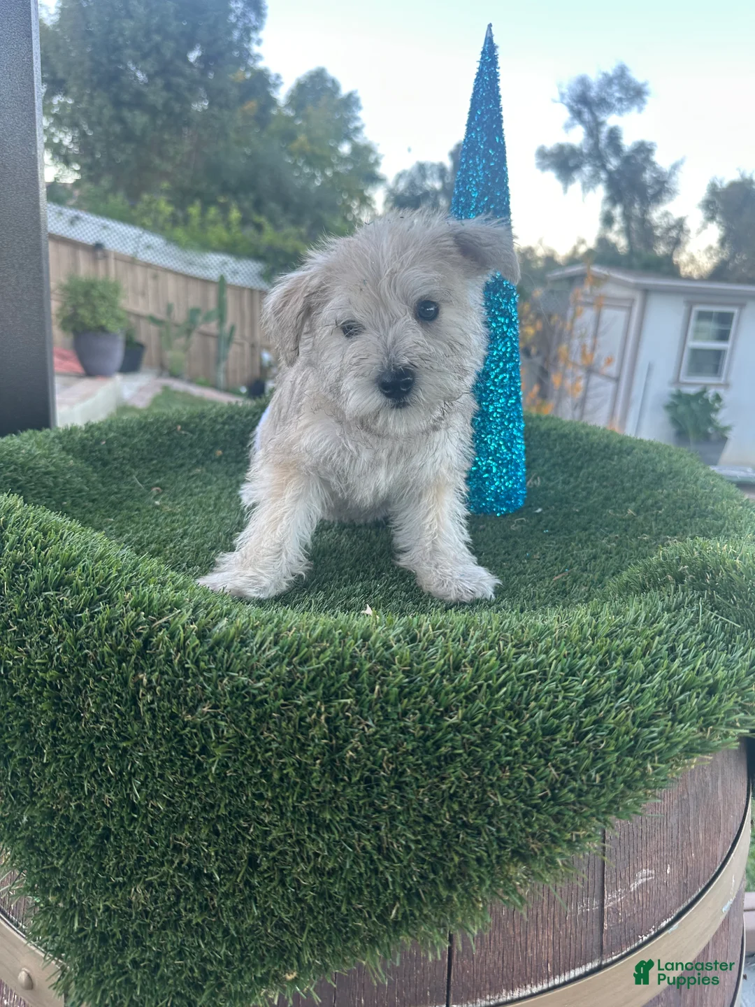 Miniature Schnauzer dogs for sale: Miniature Schnauzer Puppy 1 - Ad 4