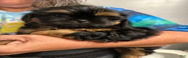 Shih Tzu Puppy 3