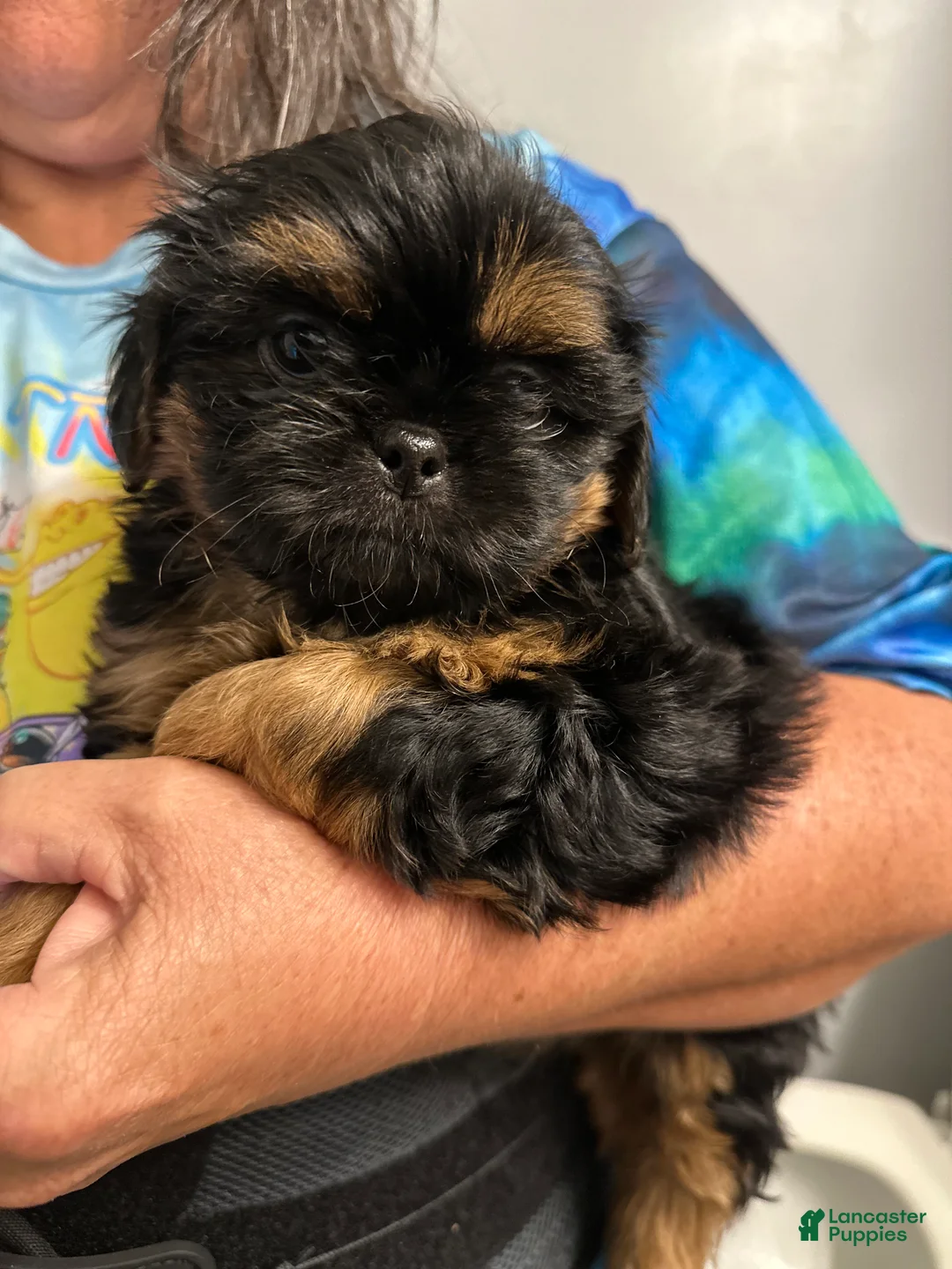Shih Tzu dogs for sale: Shih Tzu Puppy 3 - Ad 1