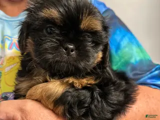 Shih Tzu dogs for sale: Shih Tzu Puppy 3 - Ad 1