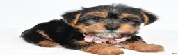 Yorkshire Terrier dogs for sale: Winnie - Ad 5