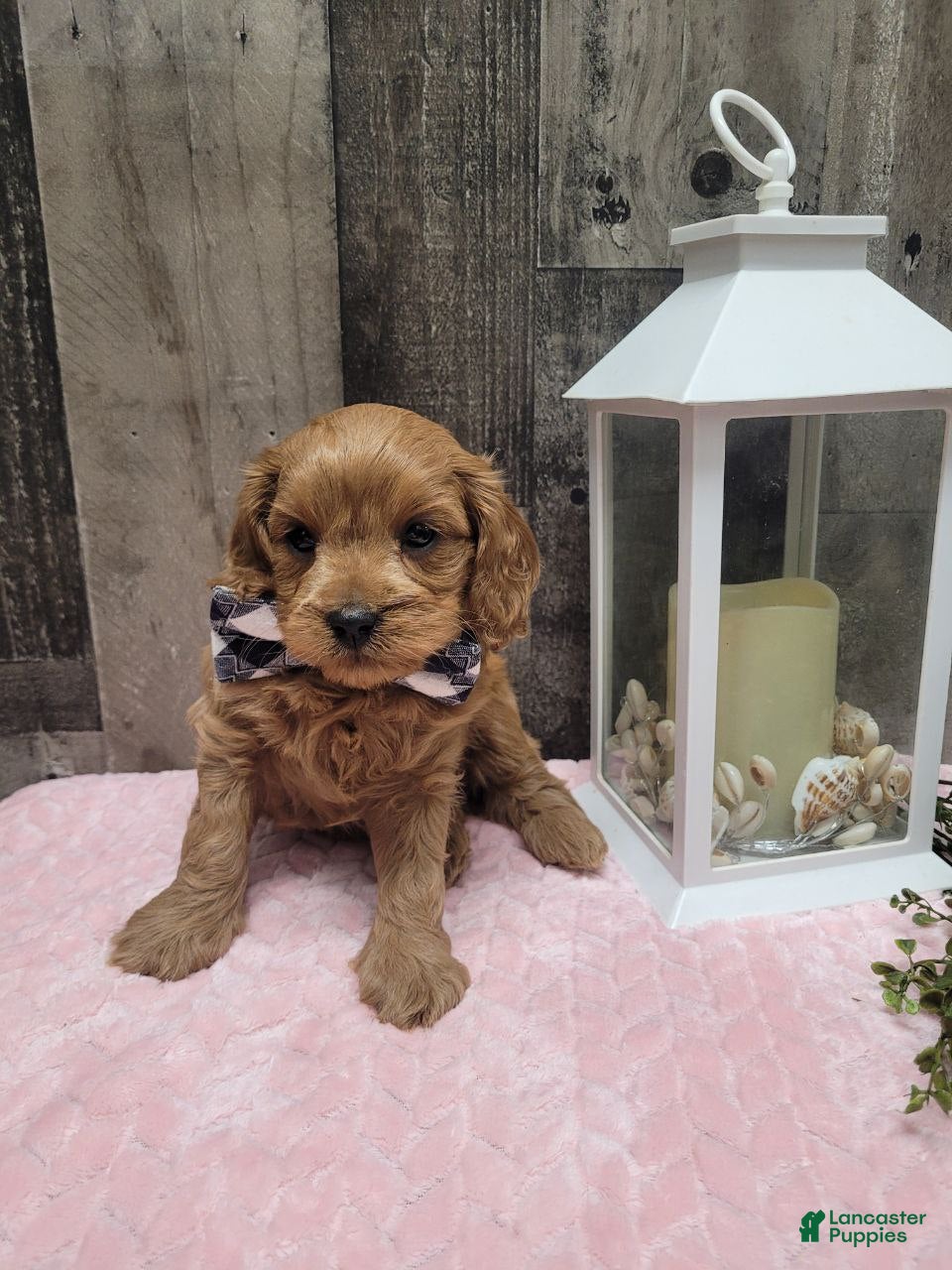 Cavapoo dogs Rusty - Ad 2