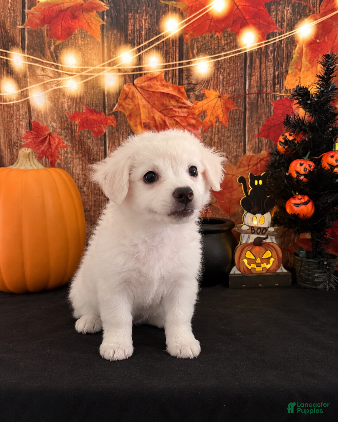 Chipoo dogs for sale: Chipoo 1 - Ad 1