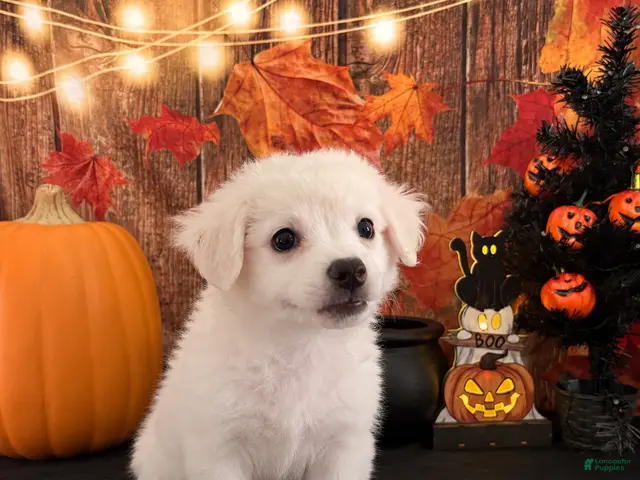 Chipoo dogs for sale: Chipoo 1 - Ad 1