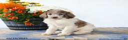 Standard Poodle dogs for sale: Meadow - Ad 2