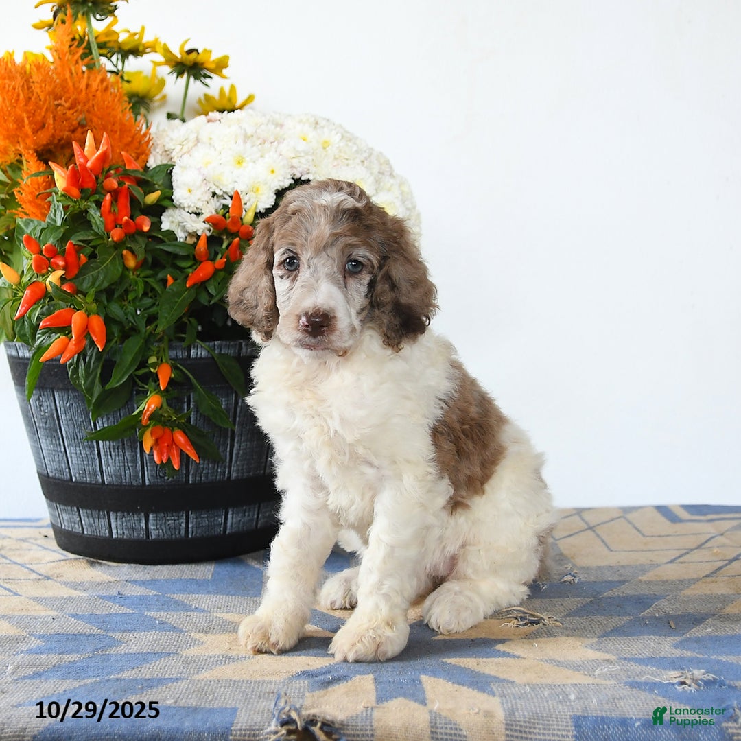 Standard Poodle dogs for sale: Meadow - Ad 2