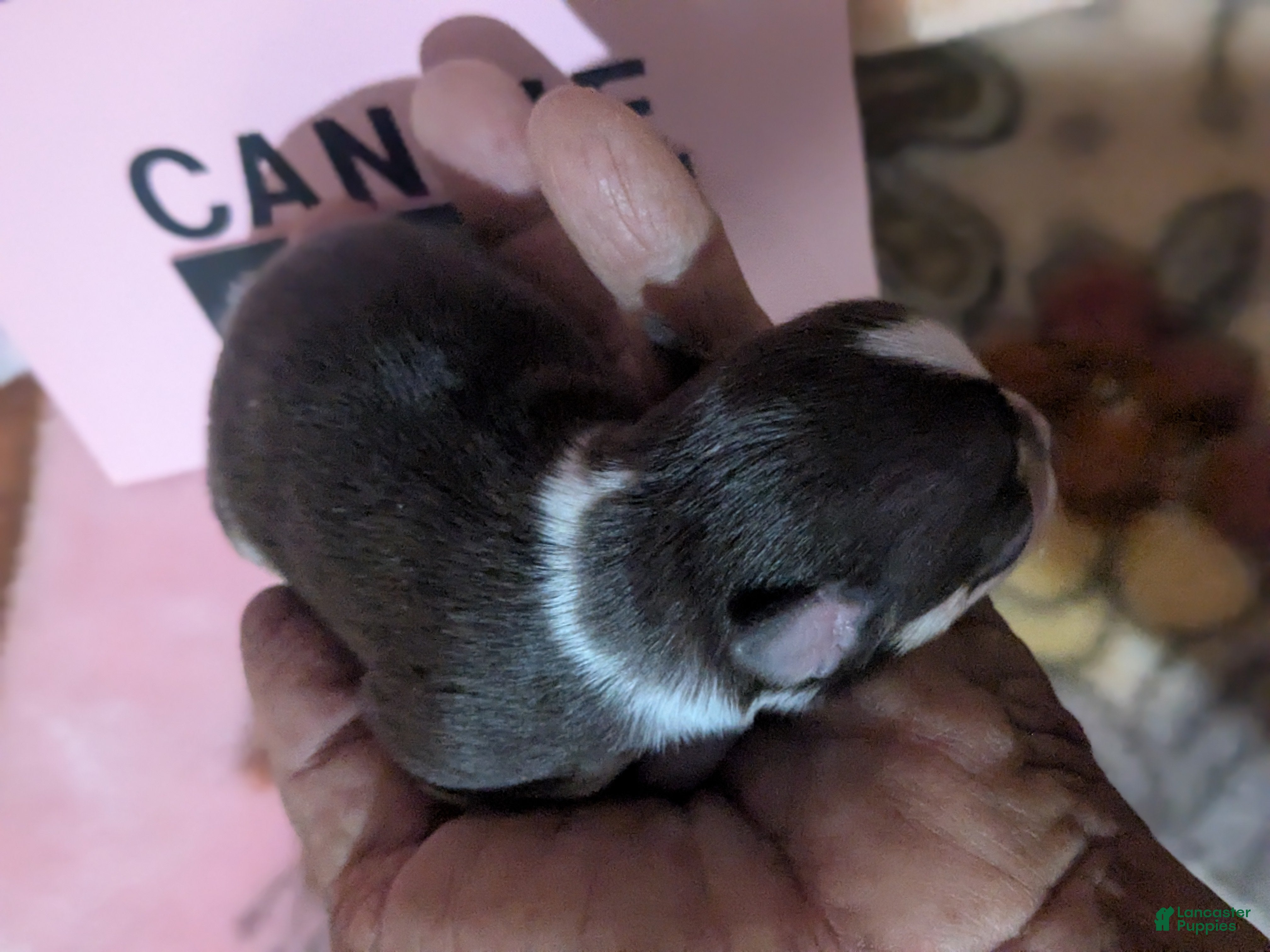 Chihuahua dogs for sale: Candie  - Ad 4
