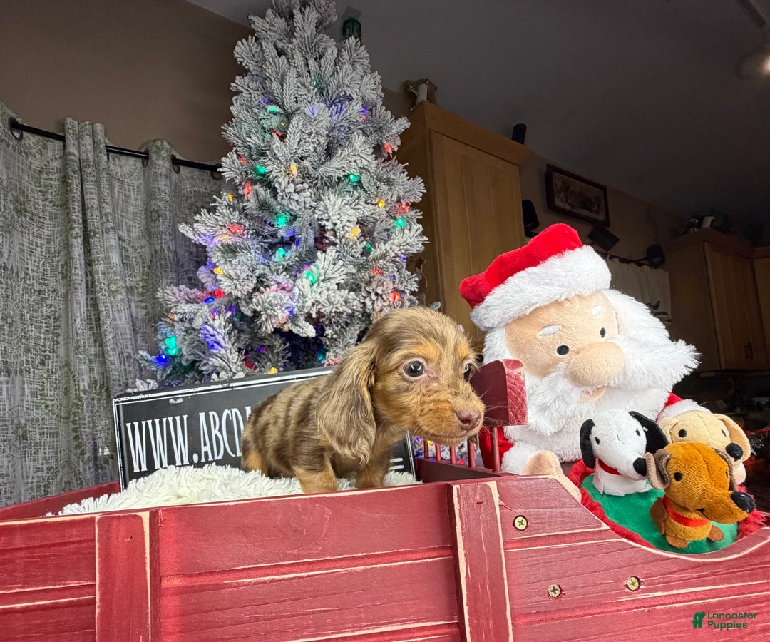 Miniature Dachshund dogs for sale: Sale choc dapple champ import pra clear Akc  - Ad 8